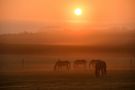 Ein Sommermorgen auf dem Land von Susanne Gnann