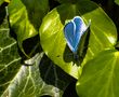 Holly Blue 2024 by Harold Thompson