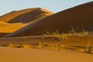 Dunes in the sunset by Xenia Ivanoff-Erb