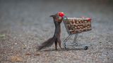 Frühlings Shoppingtour von animalphotography 