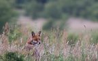 Fox in the Sun von marefoto