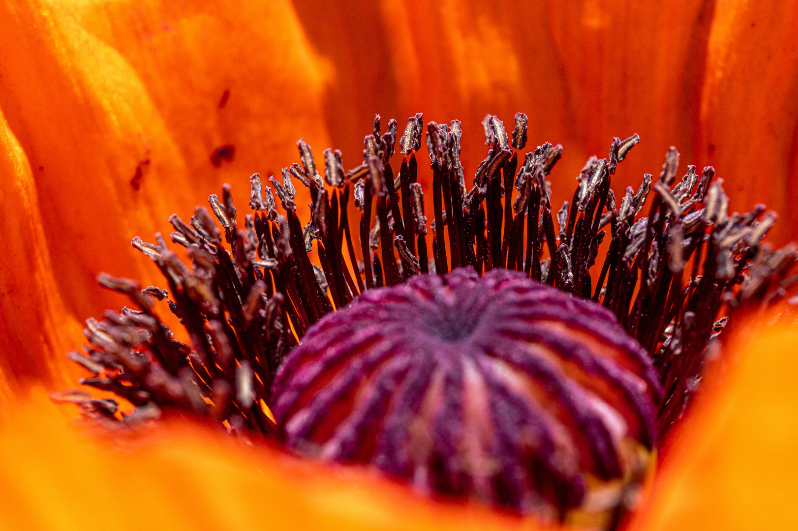 886Türkischer Mohn