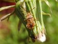 Helle Porenwanze (Stictopleurus abutilon) auf Löwenzahn von CSR-Makro