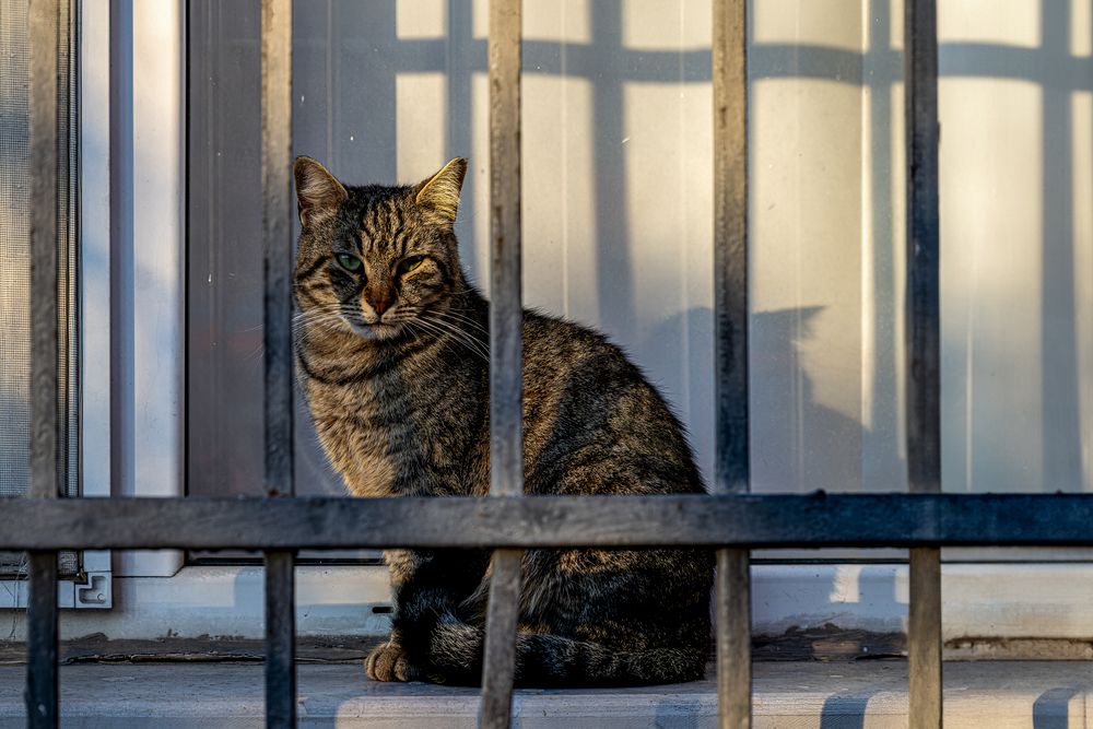 Hinter Gittern von Thomas Heinick