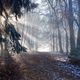 - Licht im Winterwald - 