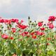 poppy pano