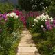 My first phlox alley