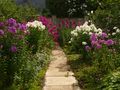 My first phlox alley by C.A. Wimmer 