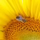 Tournesol et abeille