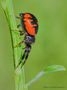 Xysticus cristatus (ragno Napoleone o granchio) di mario valentini 