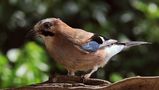 Garrulus glandarius oder Eichelhäher von Detlef Schäfer