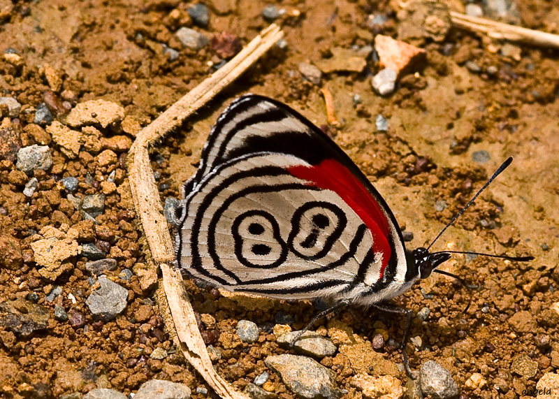 88....mariposa...Brasil