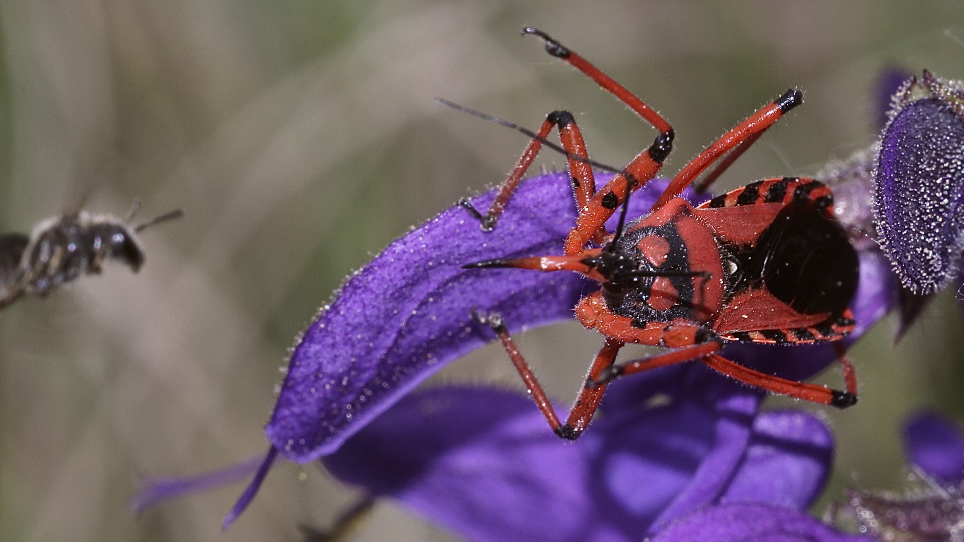 (8/9) Die Rote Mordwanze (Rhynocoris iracundus)