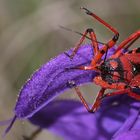 (8/9) Die Rote Mordwanze (Rhynocoris iracundus)