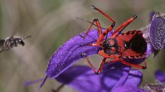 (8/9) Die Rote Mordwanze (Rhynocoris iracundus)