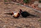 Fighting Pheasants 17 Apr. 2021 A zzb von Pier Paolo Fondi