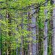 Woodland Calm No. 41 - Springtime Arrives in a Forest 