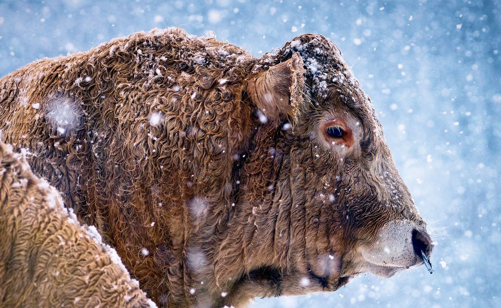 Wintereinbruch von Eurofoto