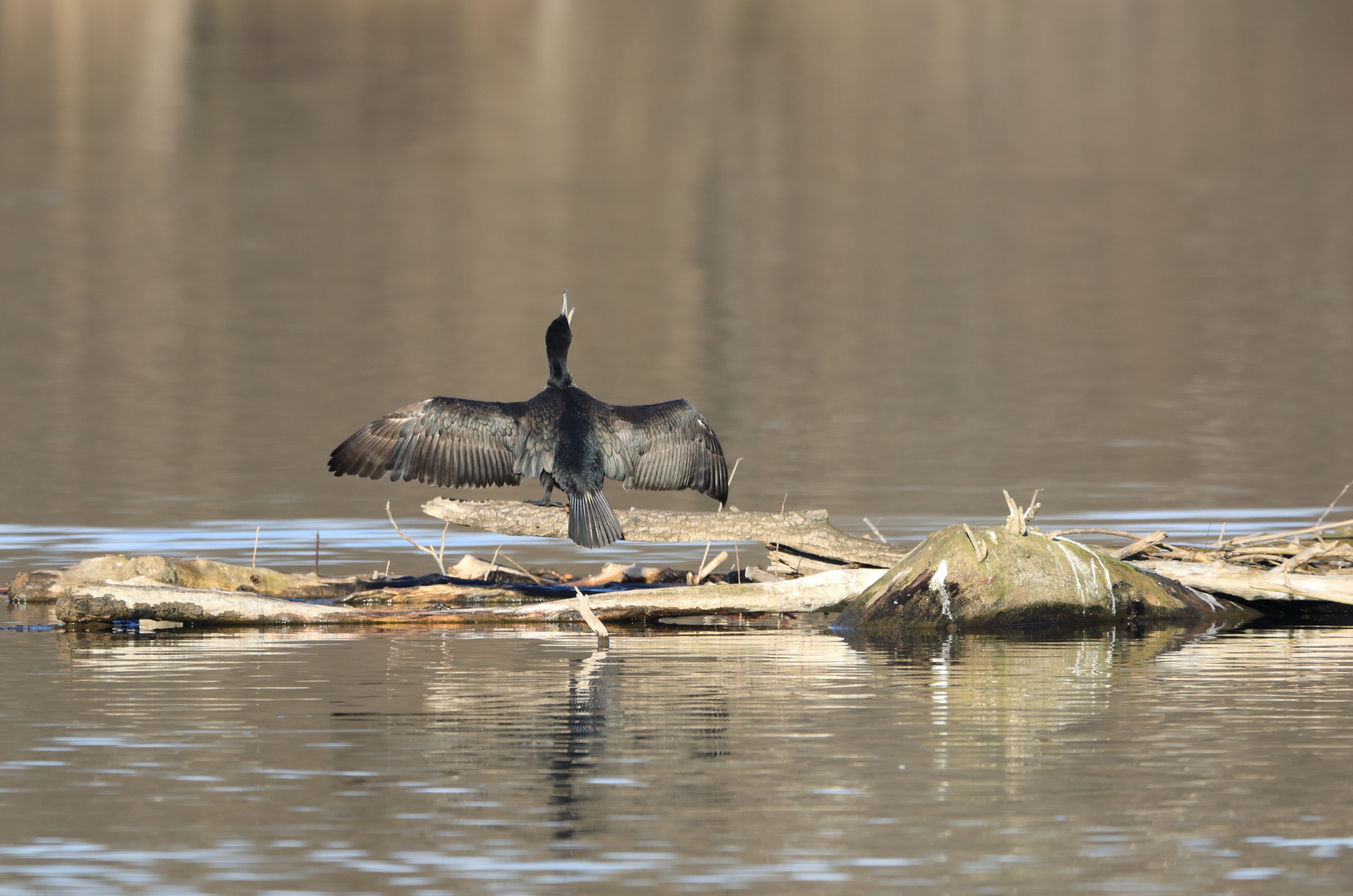 899A2536_Kormoran