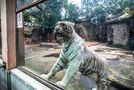 Weißer Bengal-Tiger im Zoo von Ho-Chi-Minh Vietnam von FabianFritz