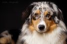 Australian Shepherd Rüde Phil von rastla 