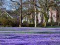 Krokusblüte Husum by Dieter W. Engelhardt