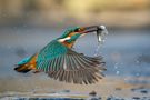 kingfisher in action de Riccardo Trevisani