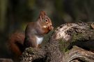 Hörnchen ohne Eis von Jürgen Divina