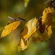 Herbstspaziergang in Chemnitz III