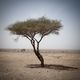Desert Tree-0525