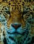 Leopard von Chris Coenders