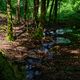 Waldmotive, hier: Lichtspiele am Bachlauf