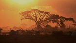 Sonnenuntergang mit Zebras , Ambroseli NP von Tommy Fuchs