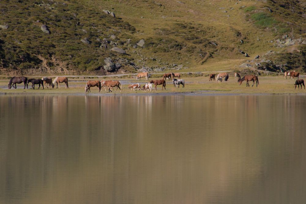 Tiere am Wasser von silver-surfer