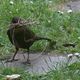 Amsel beim Nestbau