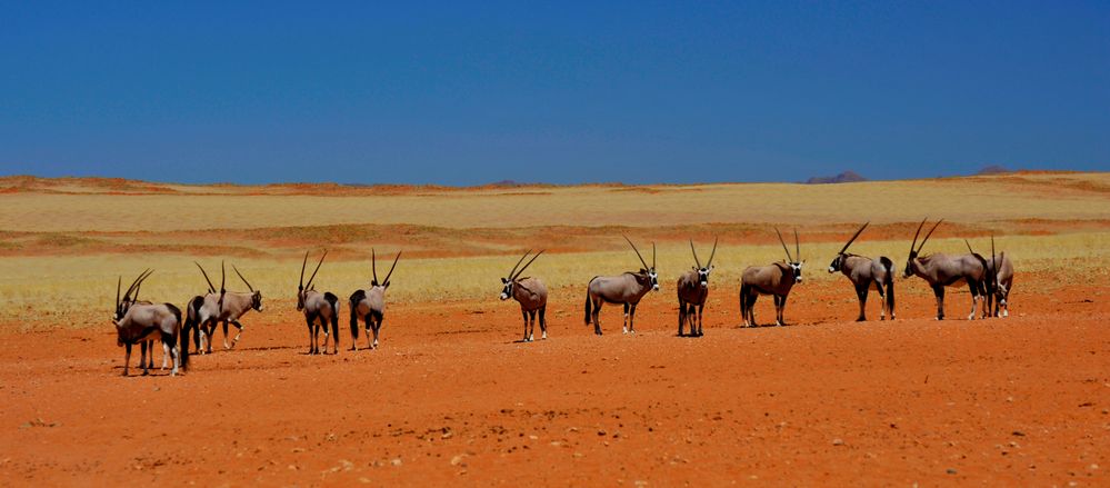 Oryx in der Namib von Andrei Herbers