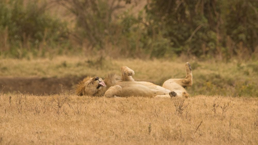 Ngorongoro_Loewe von phil.henning.dpd