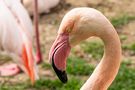 Flamingo von Music686