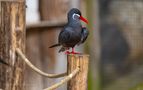 Inca tern (Larosterna inca) by Valentin Dimitroff