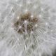 Pusteblume 1