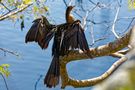 Amerikanischer Schlangenhalsvogel von Willy Brüchle