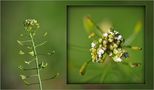 Wildblumen 47 - Das Gewöhnliche Hirtentäschel (Capsella bursa-pastoris), ... von Hakai - Fotos