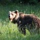 Bear watching slovenia