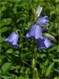 Campanula persicifolia by Josef Kainz