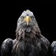 Seeadler