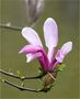 Purple Magnolia by FMW51