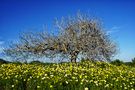 *FRÜHLING* by Bernd Hauswald