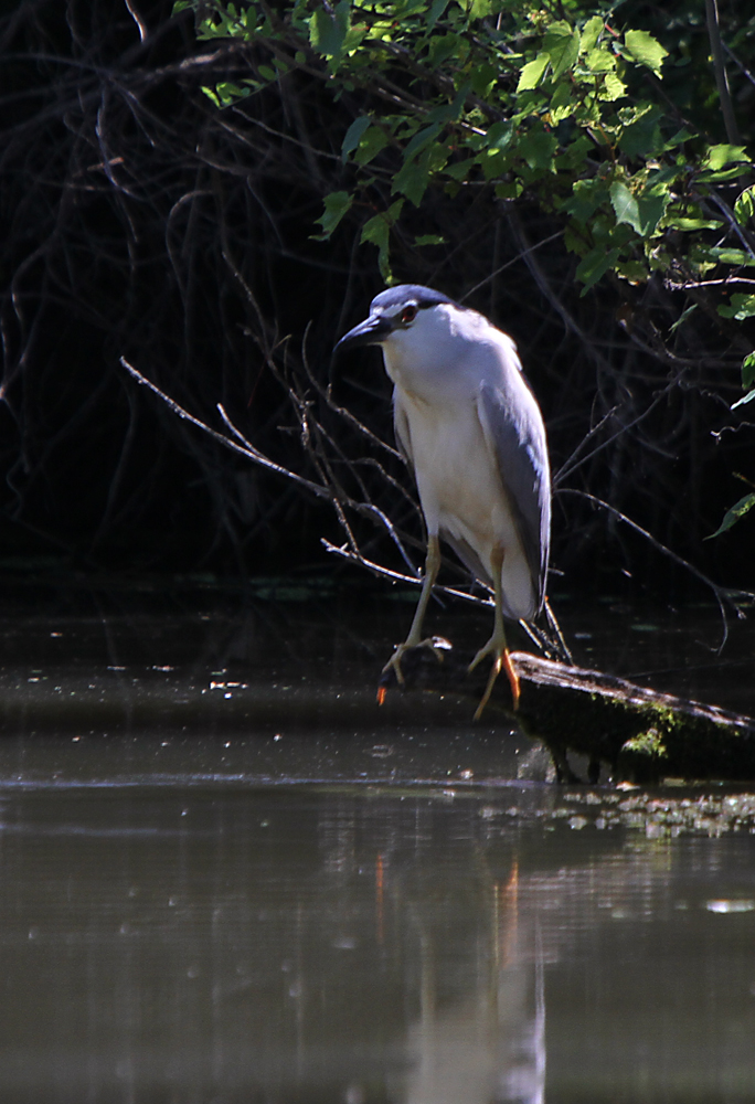 8.Birds of Lake Tisza- Waiting for lunch