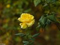 Yellow Rose by Zman68