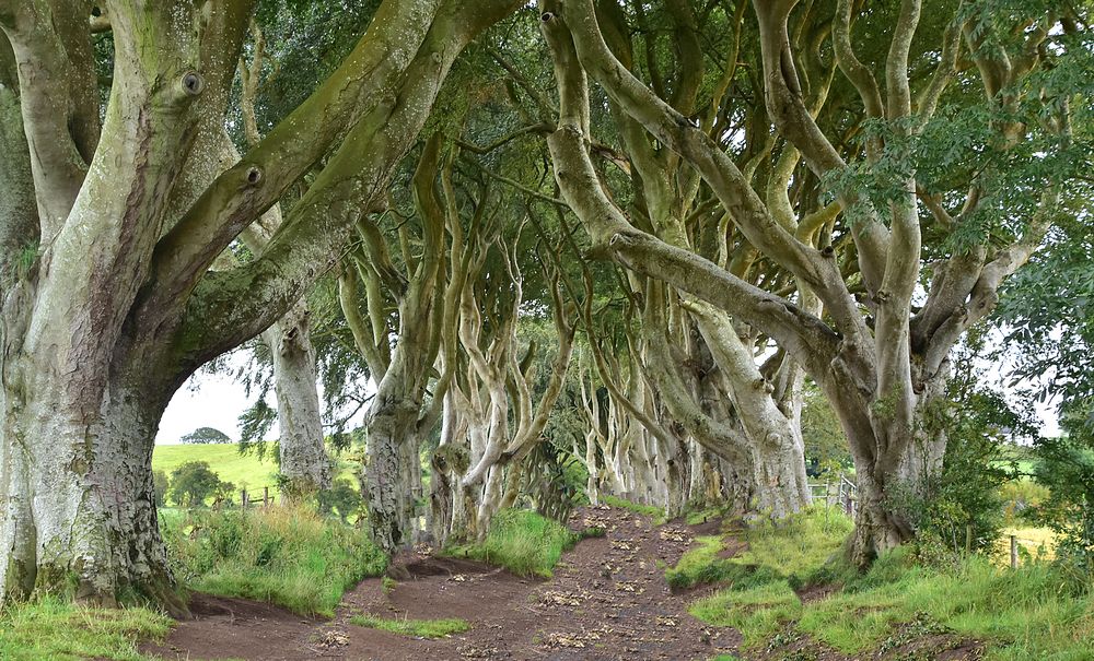 game of thrones....dark hedges von Doris Wepfer